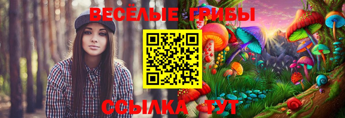 Чайковский  Псилоцибиновые грибы GOLDEN TEACHER  Галлюциногенные грибы MAGIC MUSHROOMS  Вход с VPN 